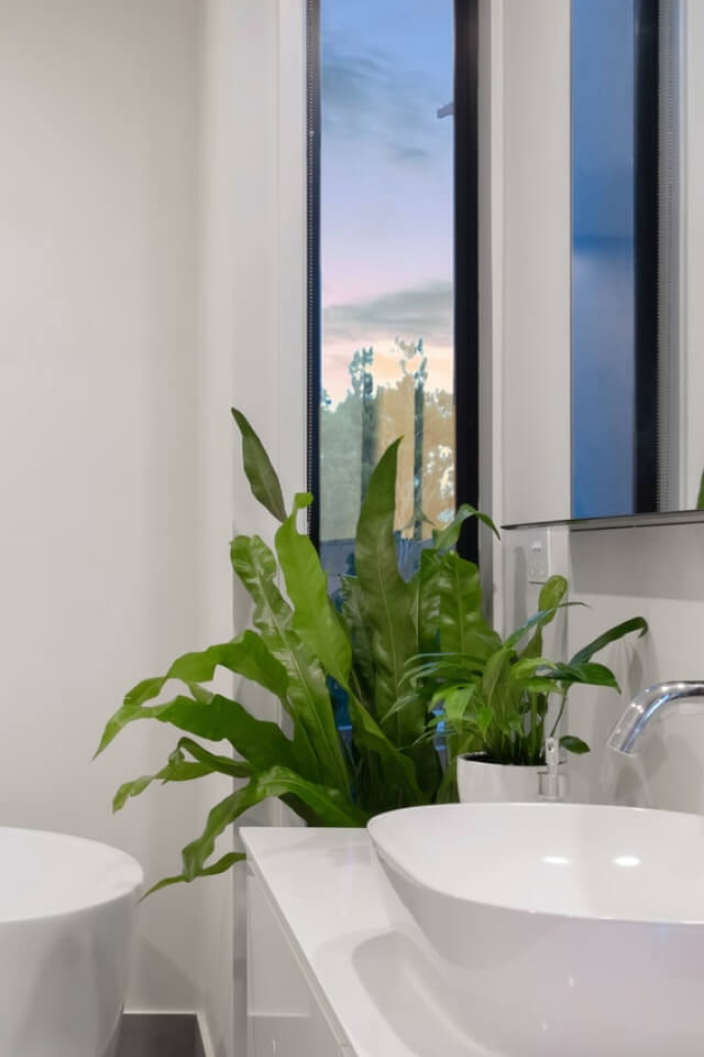 Golden Pothos Pole - Image 2